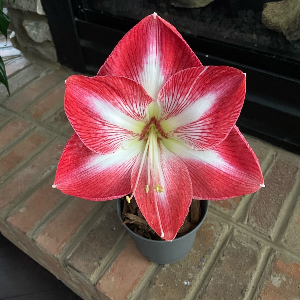 Meet your Posher, Veronica